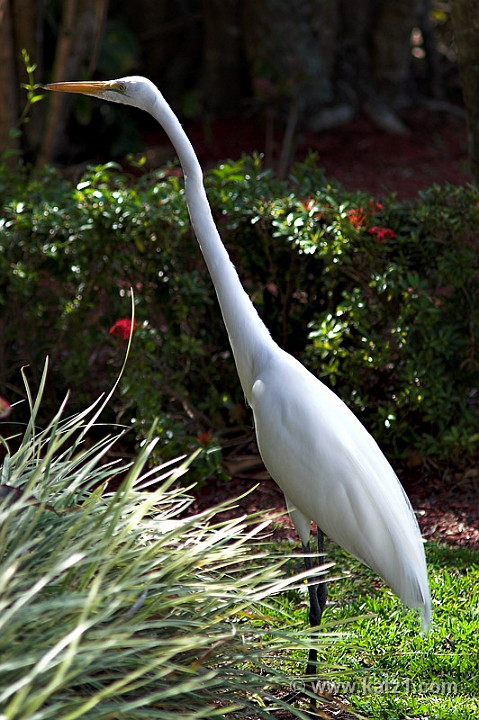 Flamingo 3